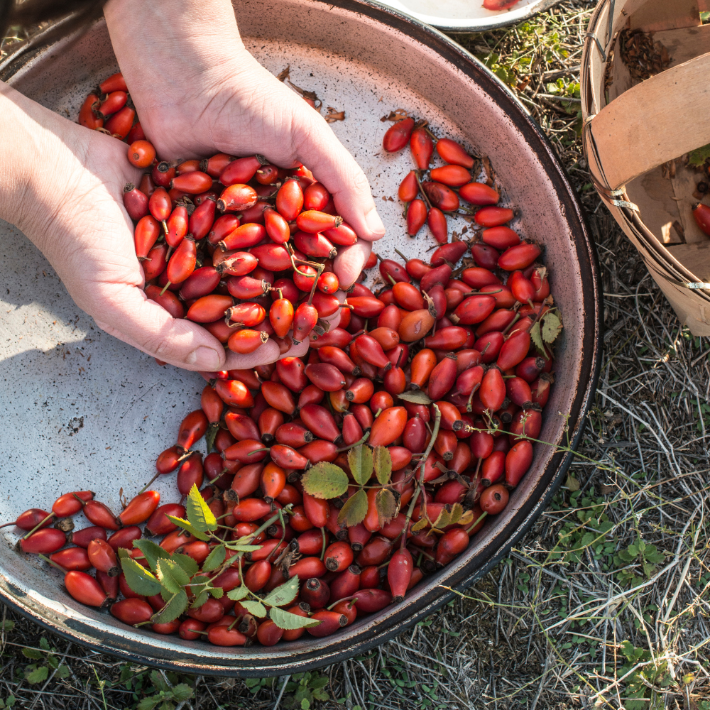 Rosa Mosqueta Wholesale: The Gold Standard in Organic Rosehip Seed Oil